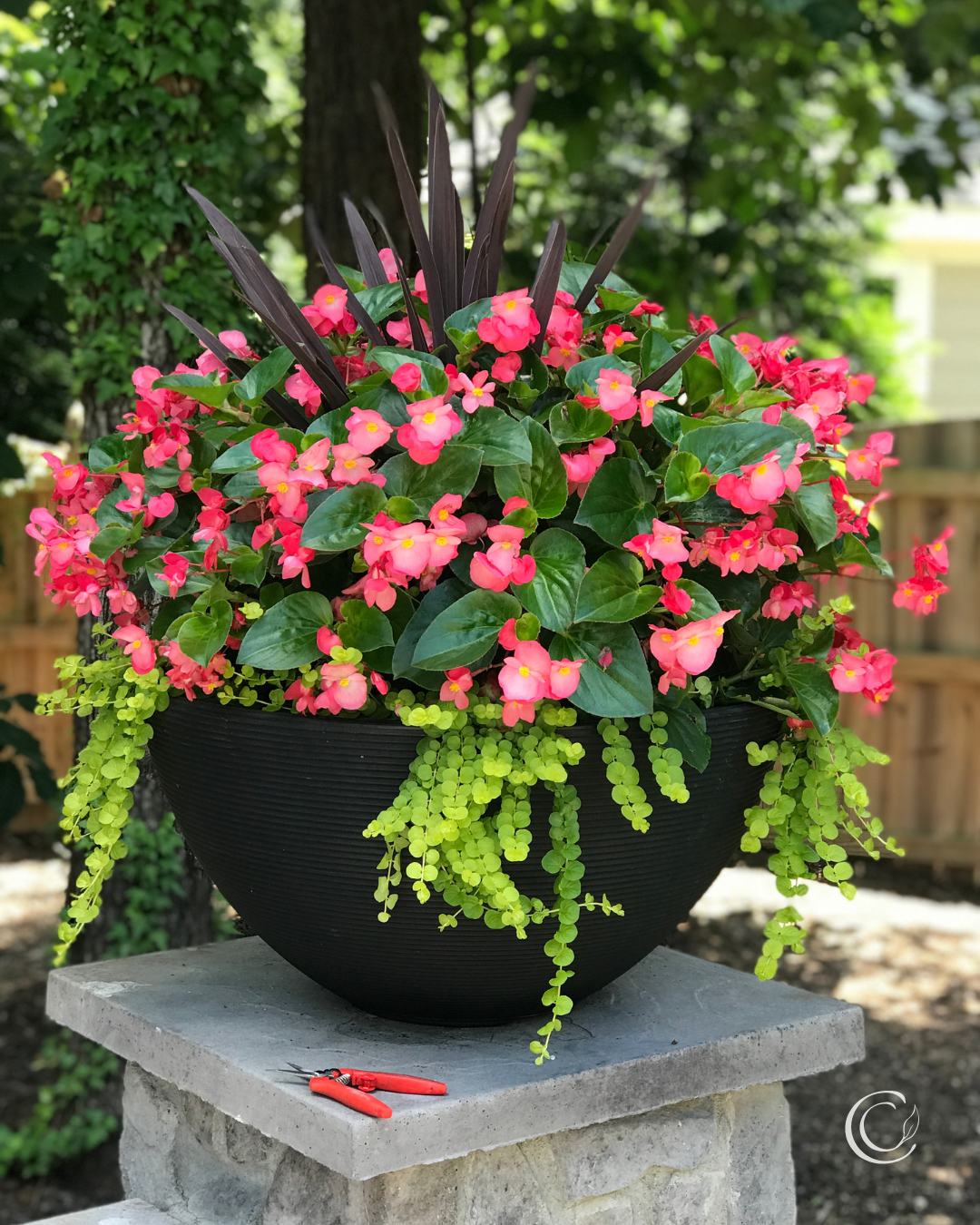 10 Begonia Combos for Show-Stopping Containers — Contained Creations
